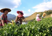 Tējas ražas novākšanas laiks Ķīnā