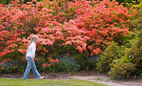 Rododendri ziedēs maijā Rododendri ziedēs maijā