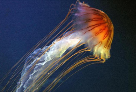 Medūzu invāzija Baltijas jūrā: Vācijā sadzelti 90 cilvēki