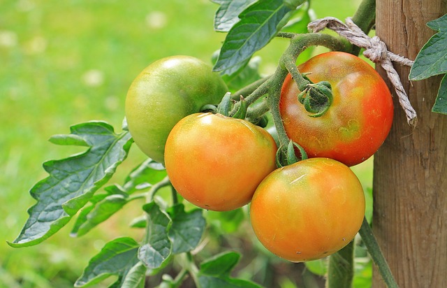 Ko darīt ar pēdējiem tomātiem? Idejas rudenīgai konservēšanai