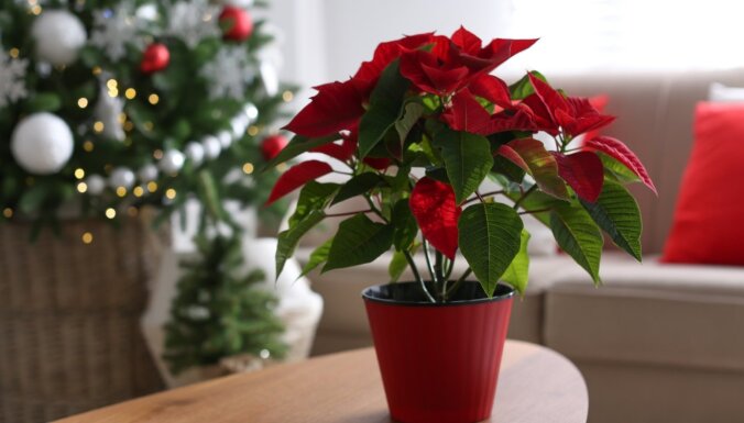 Seši Ziemassvētku augi, ar kuriem rotāt māju. Padomi, kā par tiem parūpēties